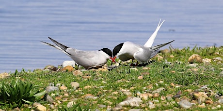 About Tern - Coastal Bird Walk @ Pegwell Bay primary image