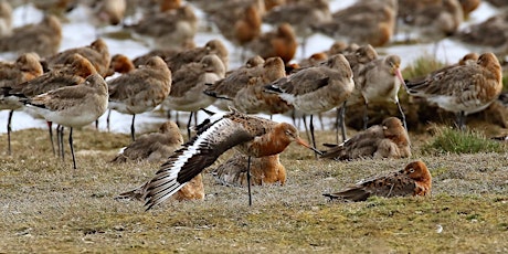 Coastal Bird Migration Walk @ Pegwell Bay primary image