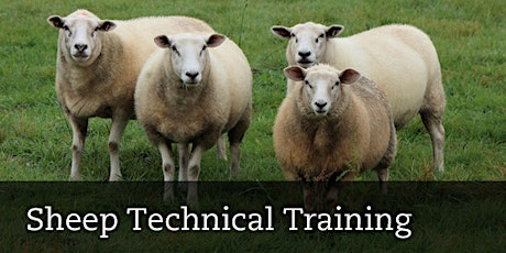 ConnectEd Sheep Technical Training | Athenry primary image