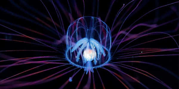 The Secret World of Plankton: Gallery Opening