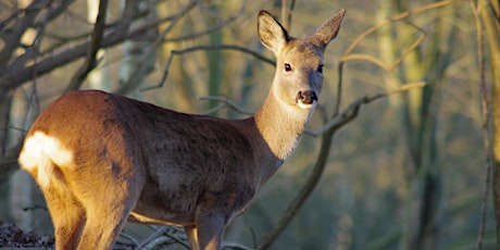 Ashdown Forest Deer Experience