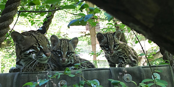 Greenville Zoo Ocelot Kittens Naming Contest