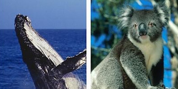 Koalas and Whales! Planting day at Port Stephens