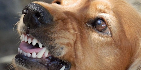 Jim Crosby Webinars: Forensics, Severe Dog Aggression & Body Language