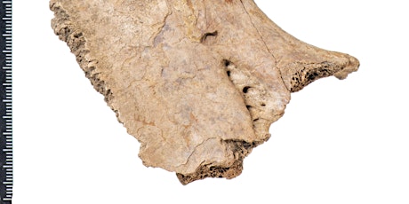 Free Public Talk: Archaeological animal bone – more than just rubbish!