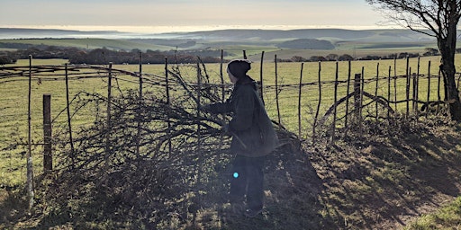South Downs Youth Action: learn hedgelaying with National Park Rangers