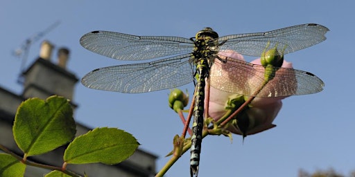 Re-arranged date - An Introduction to Dragonflies with Henry Stanier