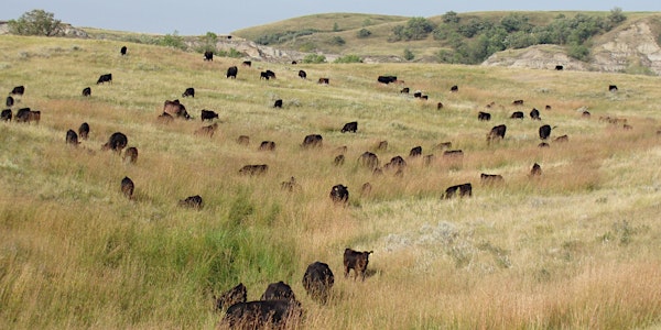 Miller Ranch: Restoring Perennial Grasslands to Support People, Crops and Wildlife