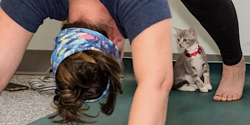 August  Kitten Yoga to Benefit the AWLA
