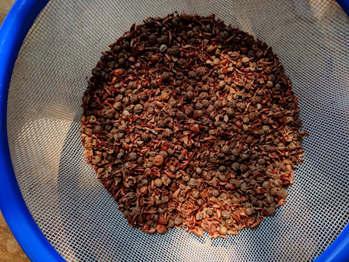 Celebrating Seed: Gathering, Processing and Storing Native Seed image