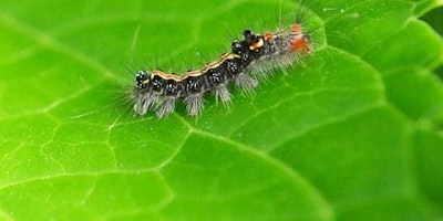 Keep pests at bay the organic way