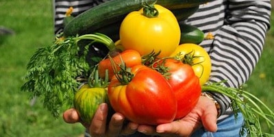Beginners guide to growing veggies