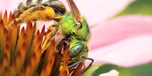Bees on the Block:  A Celebration of City Pollinators