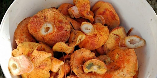 Mushroom Foraging with Malcolm Haines