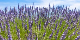 "Get Out and Shoot" Lavender by the Bay with Yvonne Berger tickets