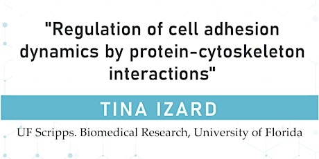 Regulation of cell adhesion dynamics by protein-cytoskeleton interactions