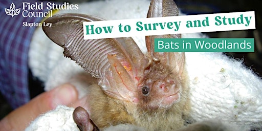 How to Survey and Study Bats in Woodlands