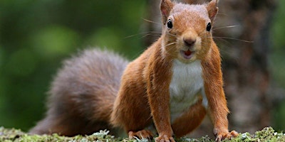Life As A Squirrel or Pine Marten