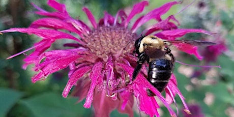 Great Georgia Pollinator Census - Veterans Park Canton