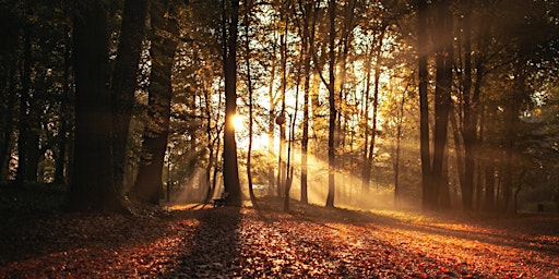 Hauptbild für Let's do it … Waldbaden zum Herbstbeginn