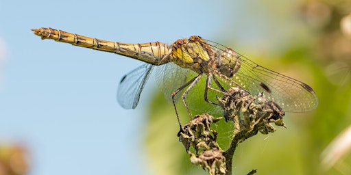 Dragonflies and Damselflies - A Guided Walk