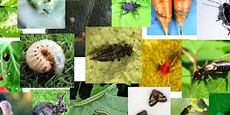BUGS, WEEDS AND OTHER GARDEN HICCUPS! primary image