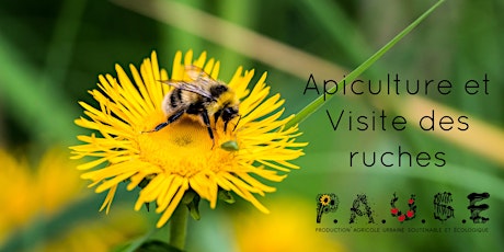 Apiculture et Visite des ruches primary image