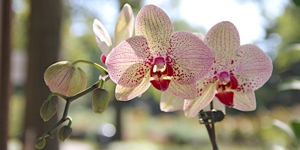Taiwan: A World of Orchids 2022