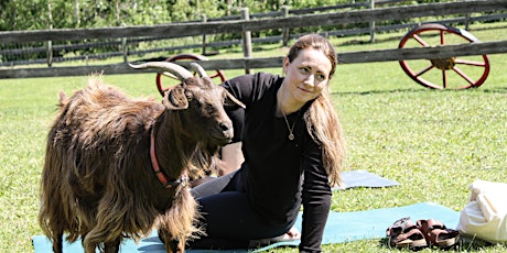 Goat Yoga in August