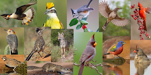 South Texas Birds & Wildlife Photography Workshop