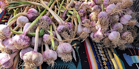 Flavor Exploration: Tasting of Bernier Garlic