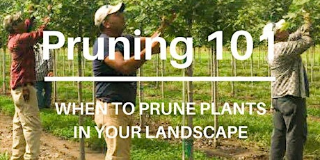 Pruning 101: When to Prune Plants in your Landscape primary image