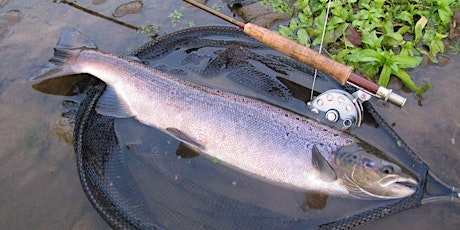 River Nith Salmon Fishing Experience