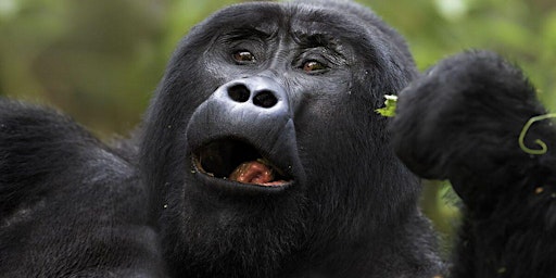 Imagem principal do evento 7 Days Big five Uganda Chimps and Gorilla Tracking wildtravelsafaris.com
