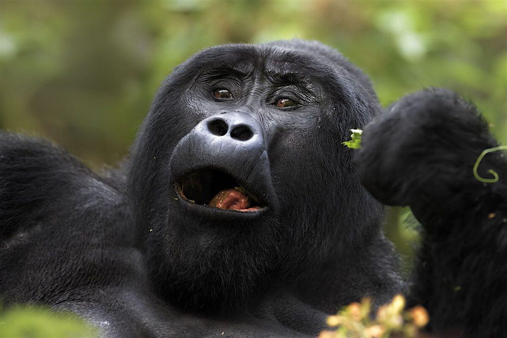 7 Days Big five Uganda Chimps and Gorilla Tracking wildtravelsafaris.com