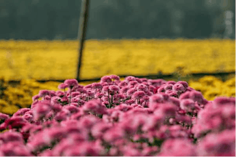 Mekong's Gorgeous Seasonal Flowers & Cute Bunnies 