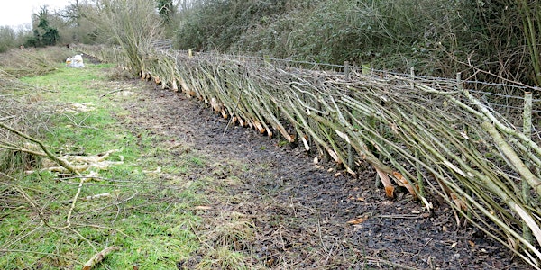 Hedge weeding - Brimstage