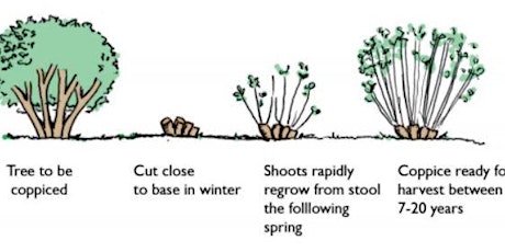 Scything, Coppicing and Hedgelaying