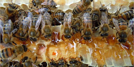 Intro to Beekeeping: Honey Harvesting