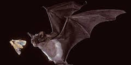 Primaire afbeelding van Bat Walk