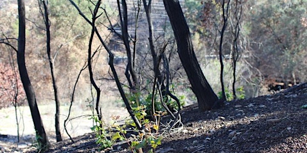 Fire Recovery at Headwaters Corner