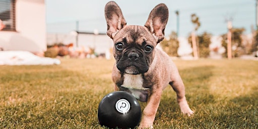 Pure Barre & Puppies Pop Up!