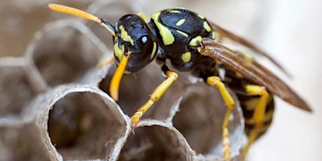 World of Wasps