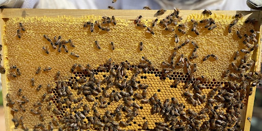 Beekeeping Spring Management Workshop