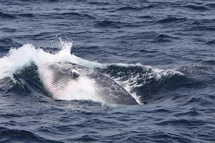 IWDG Member's Whale Watch trip/survey, Baltimore, W Cork image
