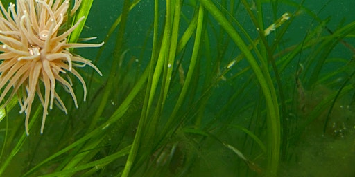 Underwater Forest: Seagrass