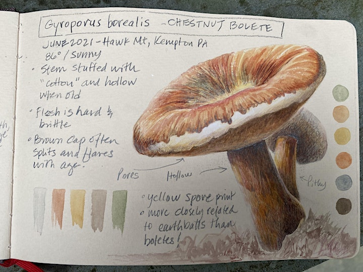 Illustrating Fungi: Create a Sketchbook of Observations image