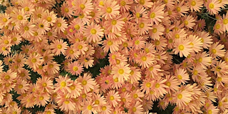 Mums and Bulbs: Flowers for Fall and Spring