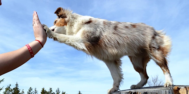 Image principale de Training Class - Basic Training