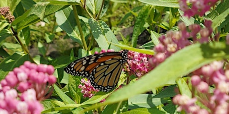 Monarch monitoring blitz
